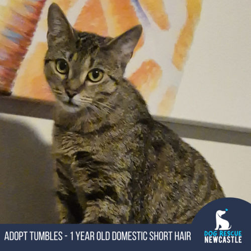 Tumbles - 1 Year Old Domestic Short Hair
