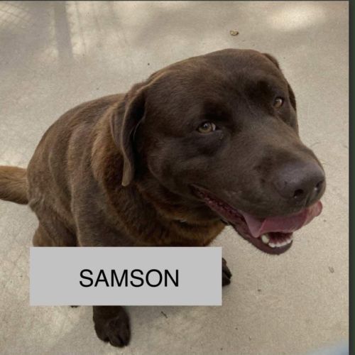 Samson 