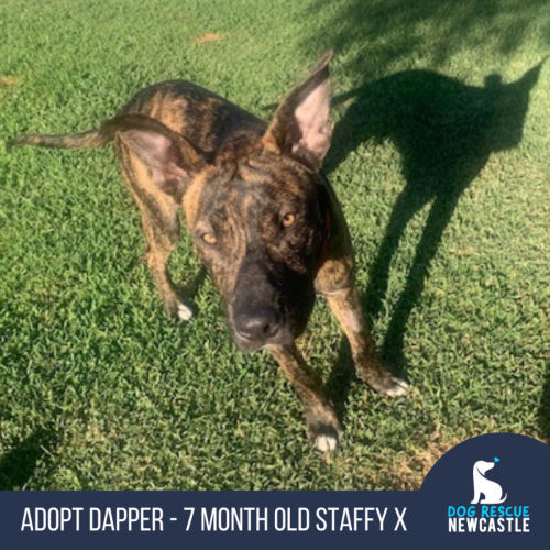 Dapper - 7 Month Old Staffy X