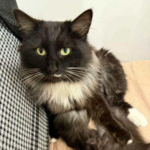 Radagast - In foster care in South Yarra