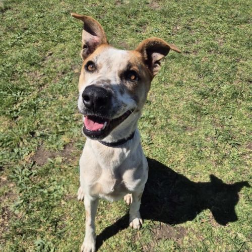 No photo for Amara (67139)