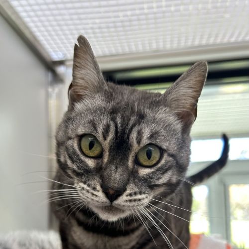 No photo for Duchess Fluffington