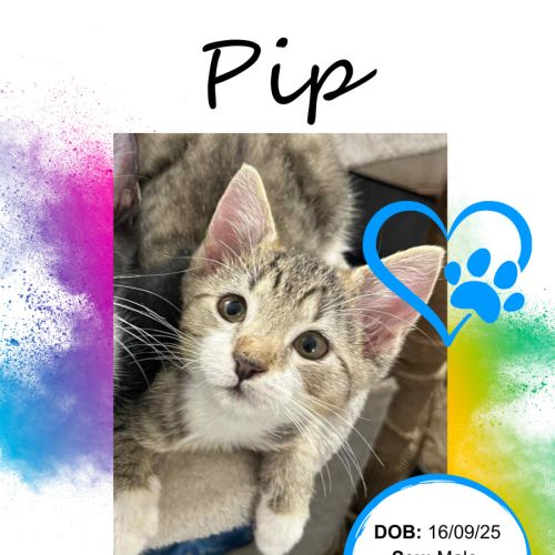 Pip