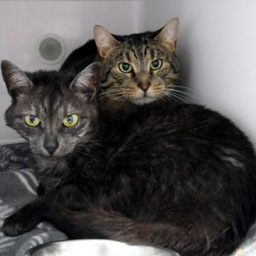 Tigga SUA014418 & Chip SUA014419