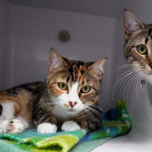 Maisey rsuk013714 & Mekou rsuk013713