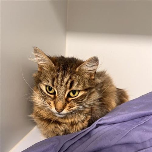 Leia