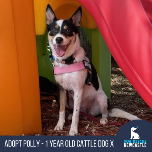 Polly - 1 Year Old Cattle Dog X