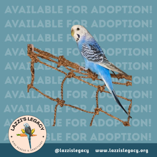 No photo for Jailbreak