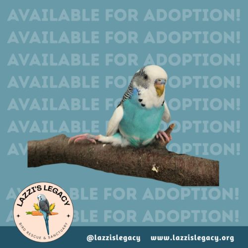 No photo for Jar Jar Legs