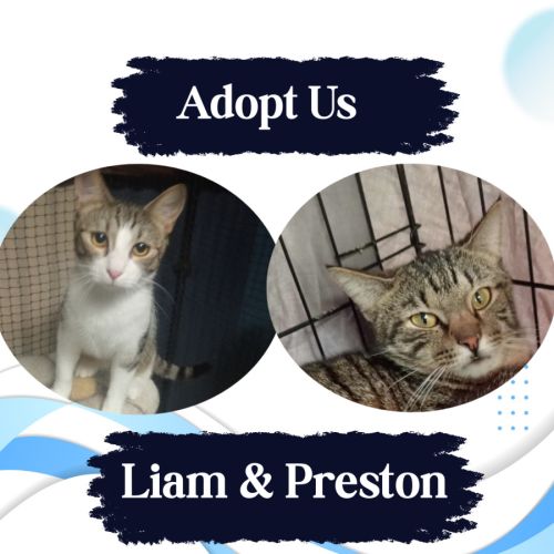 No photo for Liam & Preston