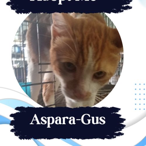 Aspara-Gus