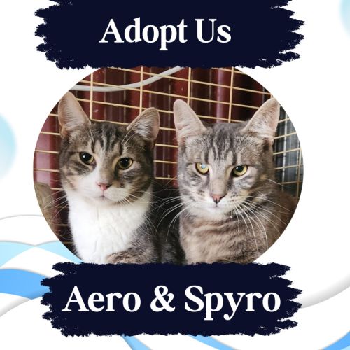 No photo for Aero And Spyro