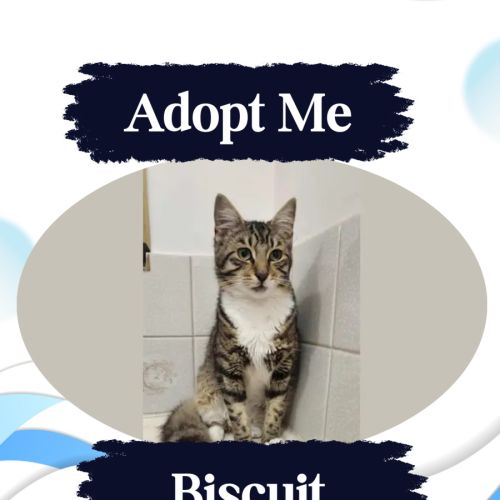 Biscuit