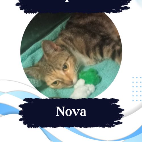 Nova