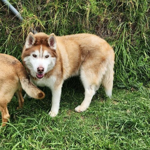 No photo for Scrappydooh (16912) & Gingerbread (39822)