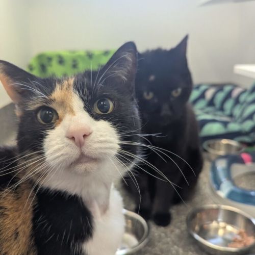 Courtney and Sebastian