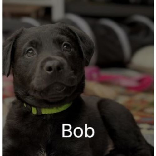 Bob