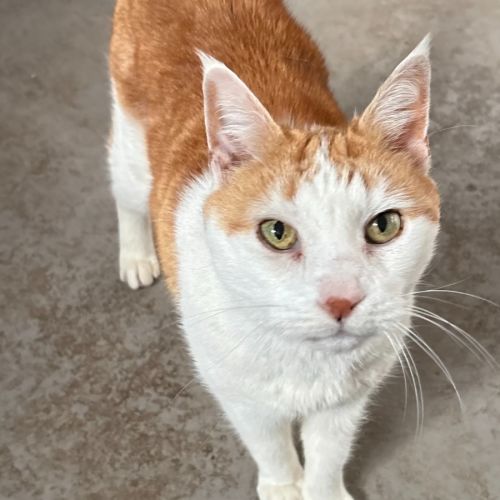 Marmalade