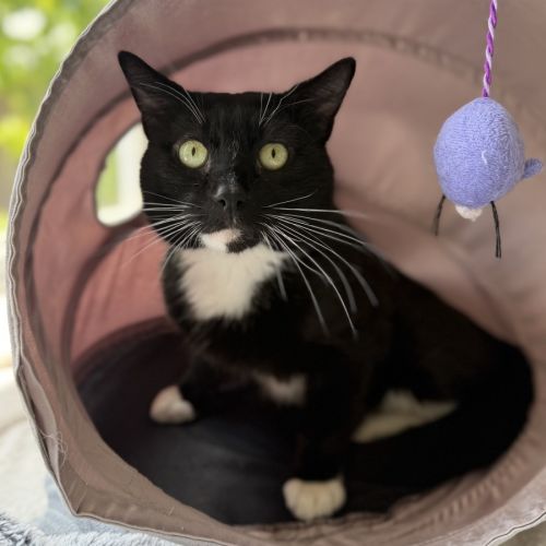 No photo for Penguin