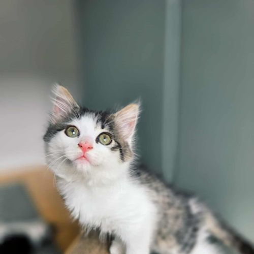 Milwaukee - In foster care in Northcote