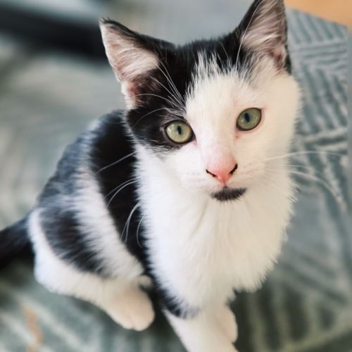 Stanley - In foster care in Northcote