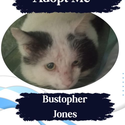 Bustopher Jones