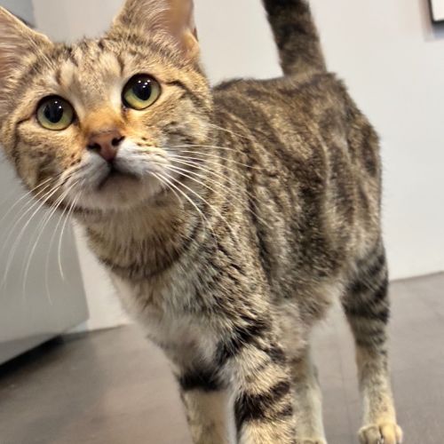 No photo for Peaches