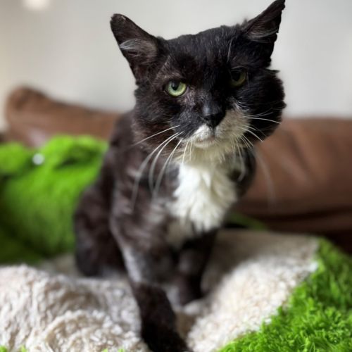 No photo for Alfredo