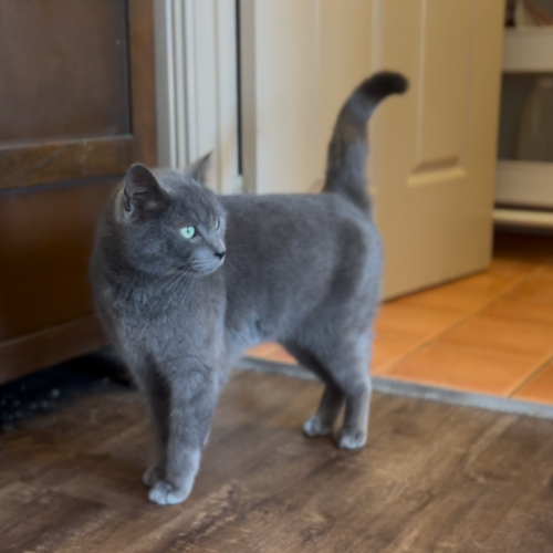 No photo for Phoenix