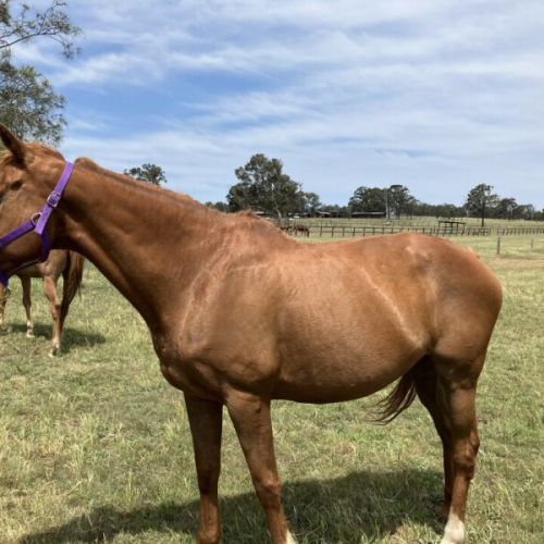 No photo for Primrose