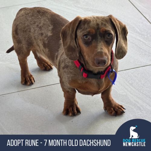 Rune - 7 Month Old Dachshund