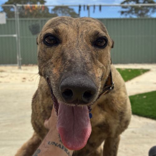 No photo for Nani The Greyhound