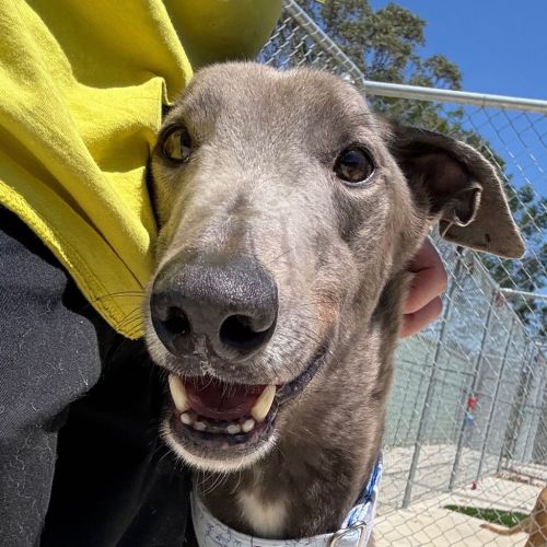 No photo for Chapman The Greyhound