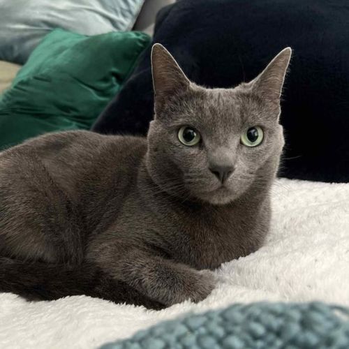 No photo for Bubbles