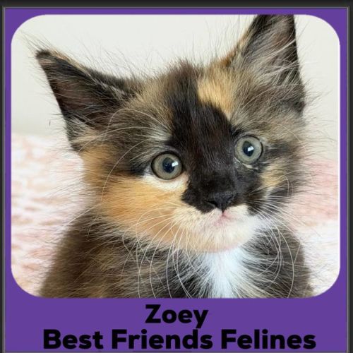 Zoey 