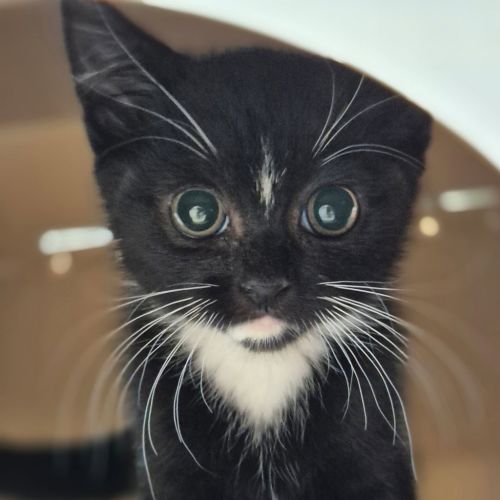 Merlin