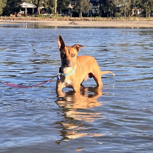 No photo for Casey   1 Year Old Kelpie X