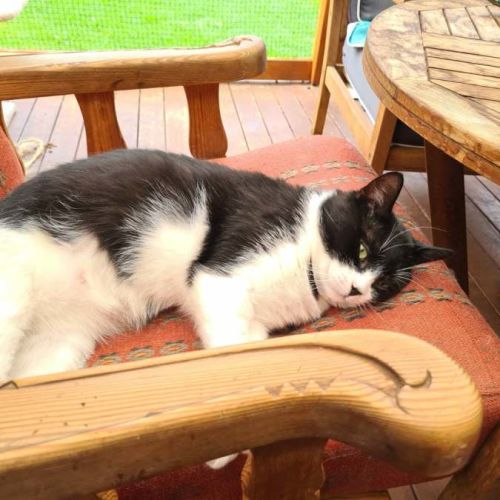 No photo for Bruce* 9 Lives Project Rescue*