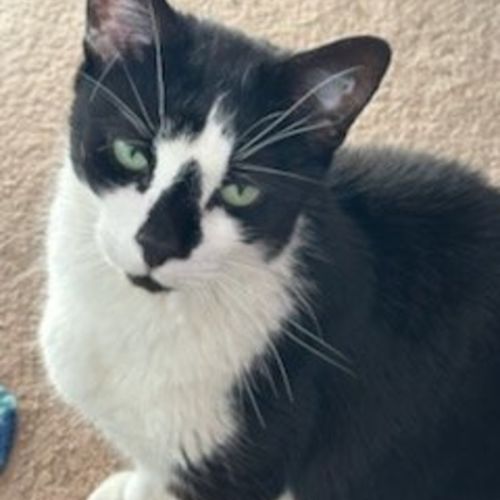 No photo for Ariki* 9 Lives Project Rescue*