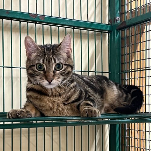 No photo for Biscuit