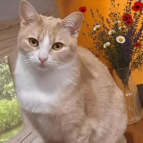 Lady Daphne* 9 Lives Project Rescue*