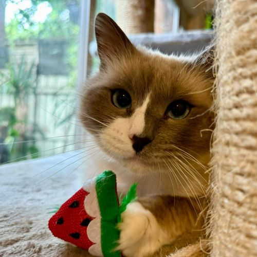 Theo - In foster care in Templestowe