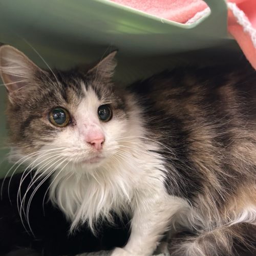 No photo for Trunchbull