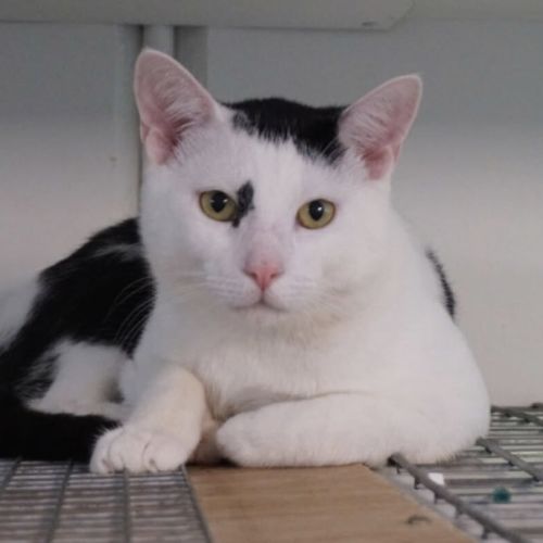 No photo for Snowball