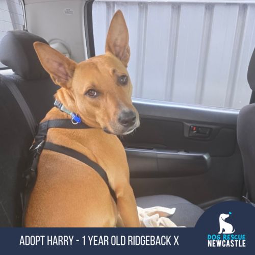 Harry - 1 Year Old Ridgeback X