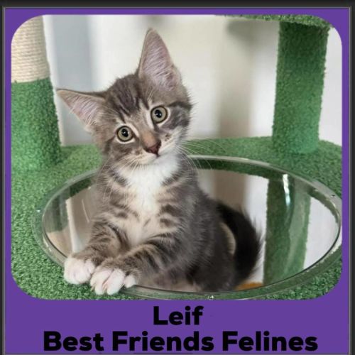 Leif 
