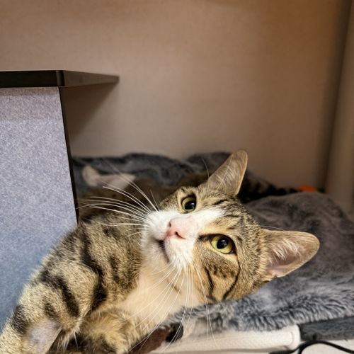 No photo for Figaro