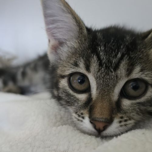 No photo for Alucard