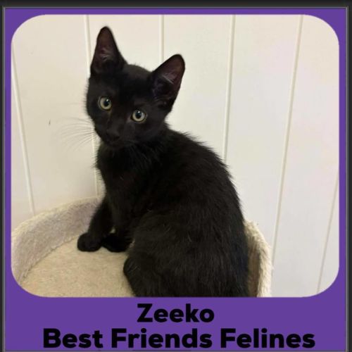 Zeeko 