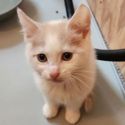 No photo for Sparrow